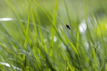 a fly on a green grass