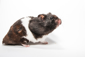 Black syrian hamster, studio with white background, funny pose
