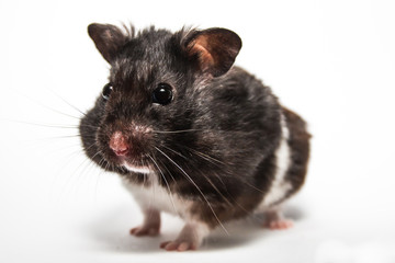 Black syrian hamster, studio with white background, funny pose
