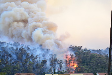 Forest fire. Burned trees after wildfire, pollution and a lot of smoke