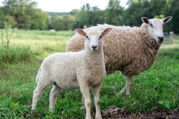 Naklejka na ściany i meble Baby lamb with mother sheep - BFL (Blueface Leister)
