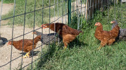 Baby chickens lining up to go through a fence