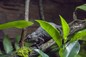 camaleón camuflándose