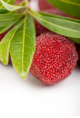 red bayberry