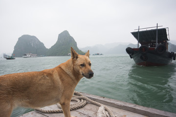 Dog at Halong Bay Vietnam