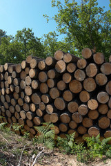 Coupe de pins des Landes, Nouvelle Aquitaine, Landes, France