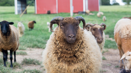 Fototapeta premium Shetland ram looking at camera among other sheep