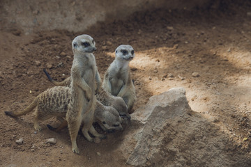 Fototapeta premium suricata, perro de las praderas