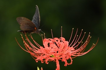彼岸花と黒揚羽