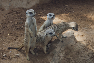 suricata, perro de las praderas