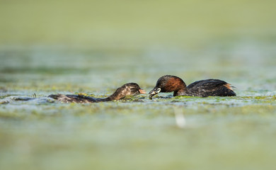 Little Grebe, Grebe, Tachybaptus ruficollis