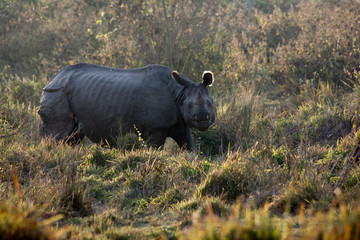 Rhino at Chitwan National Park in Nepal