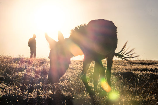 Donkey at sunset