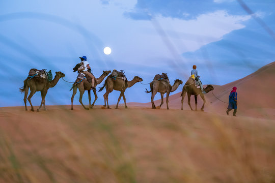 Camelcade at desert