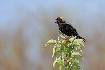 Bobolink in a Leafy Tree Top
