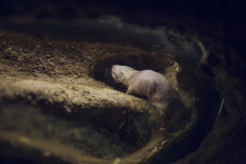 topo en su madriguera