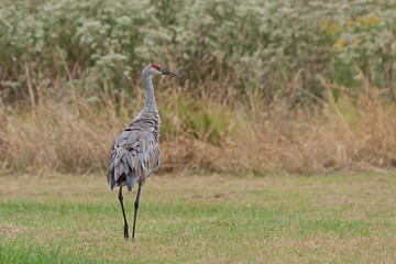 Ruffled Feathered Sandhill Crane