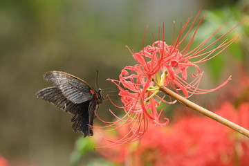彼岸花と蝶