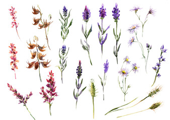 Collection romantic watercolor Summer flowers