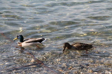 Naklejka premium Anatre lago di Como