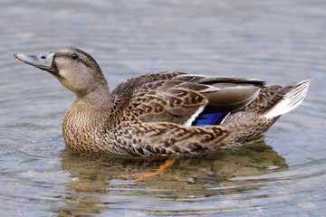 a mallard (duck)  swimming in the mountain lake