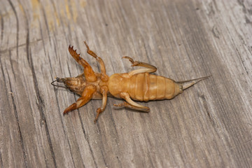 fen-cricket