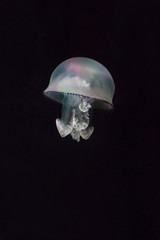 Medusa en el oc&eacute;ano