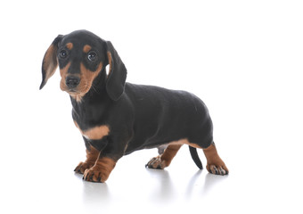 adorable male dachshund puppy