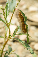 Buff Ermine Moth Caterpillar/A beautiful Buff Ermine Moth Caterpillar feeding on a tender leaf.