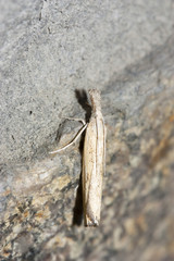 night moth