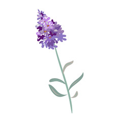 Fototapeta premium lavender flowers on a white background.