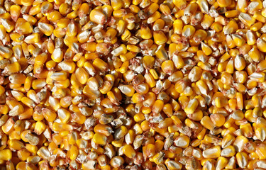 Corn grains to dry under the sun after harvesting