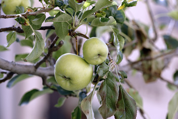 green apples hanging on the tree branch