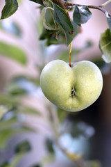 a green heart shaped apple hanging on the branch