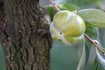 a fruit of persimmon tree hung while waiting for ripening