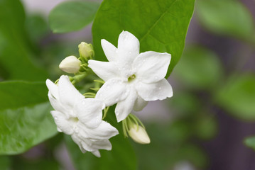 Jasmine