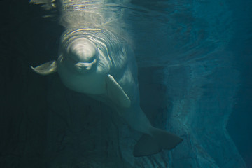 beluga blanca