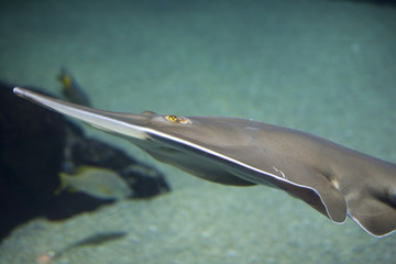 Manta o raya © IVAN