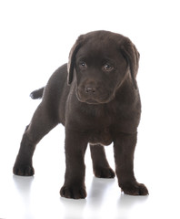 female labrador retriever