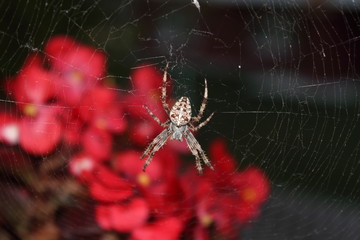 The spider is sitting on a cobweb.