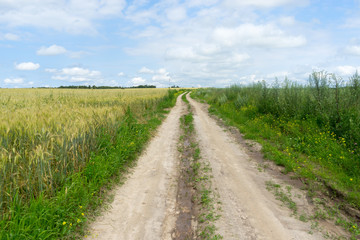 Fototapeta na wymiar Vanishing dirt road through wheat farm field 