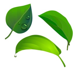 Vector frash green leaves with transparency water drops set decorative elements for our design isolated on white background eco symbol