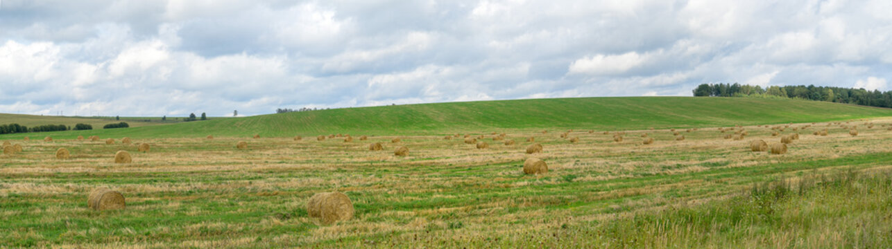 Panoramic view on vast meadow with hay cocks 
