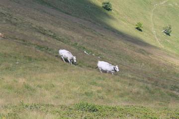 Alpejska krowa - 172383683