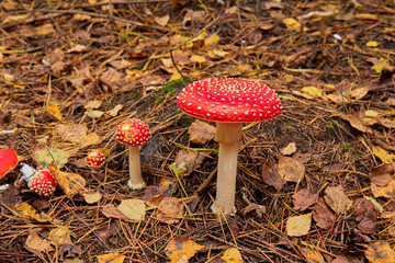 fly agaric bright red, poisonous mushroom