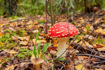 fly agaric bright red, poisonous mushroom