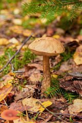 mushroom boletus in the forest in autumn