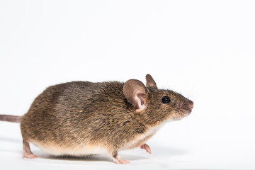 Funny little brown mouse, white background studio