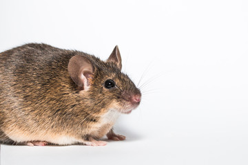 Funny little brown mouse, white background studio
