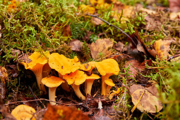 Cantharellus friesii